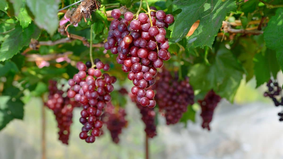 resveratrol from grapes to help skincare