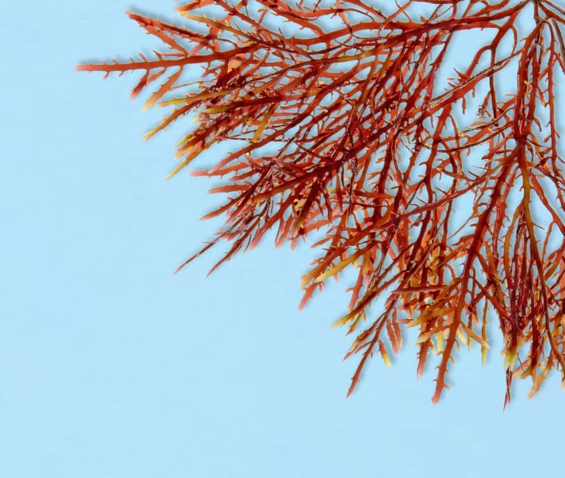 Red Algae